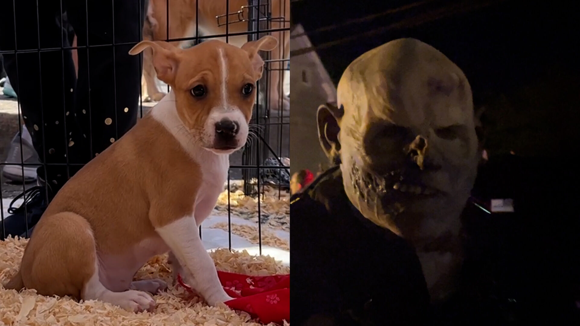 Cute, Creepy and Cool Things to Do Oct. 17-19